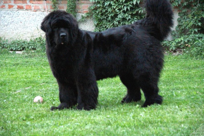 Фото: ньюфаундленд Allegro Con Brio Dinastiya Soverchenstva (Аллегро Кон Брио Династия Совершенства)