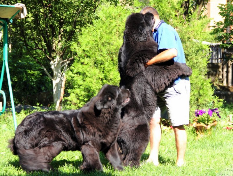 Фото: ньюфаундленд Beguschaya po Volnam Hasta la Vista (Бегущая по Волнам Хаста ла Виста), ньюфаундленд Allegro Con Brio Dinastiya Soverchenstva (Аллегро Кон Брио Династия Совершенства)