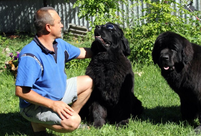 Фото: ньюфаундленд Beguschaya po Volnam Hasta la Vista (Бегущая по Волнам Хаста ла Виста), ньюфаундленд Allegro Con Brio Dinastiya Soverchenstva (Аллегро Кон Брио Династия Совершенства)