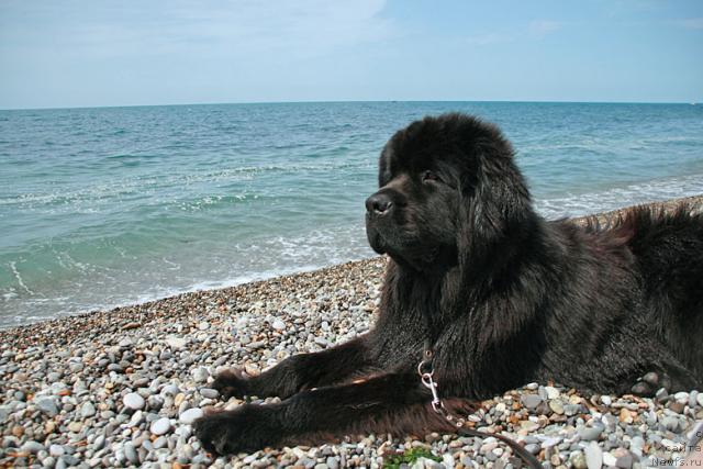 Фото: ньюфаундленд Potap Fidel' (Потап Фидель)