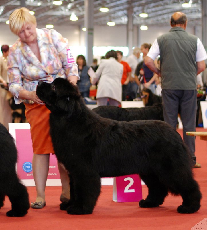 Фото: ньюфаундленд Aquatoriya Kelvin Fase Control (Акватория Келвин Фэйс Контрол)