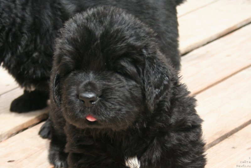 Фотография № 157166