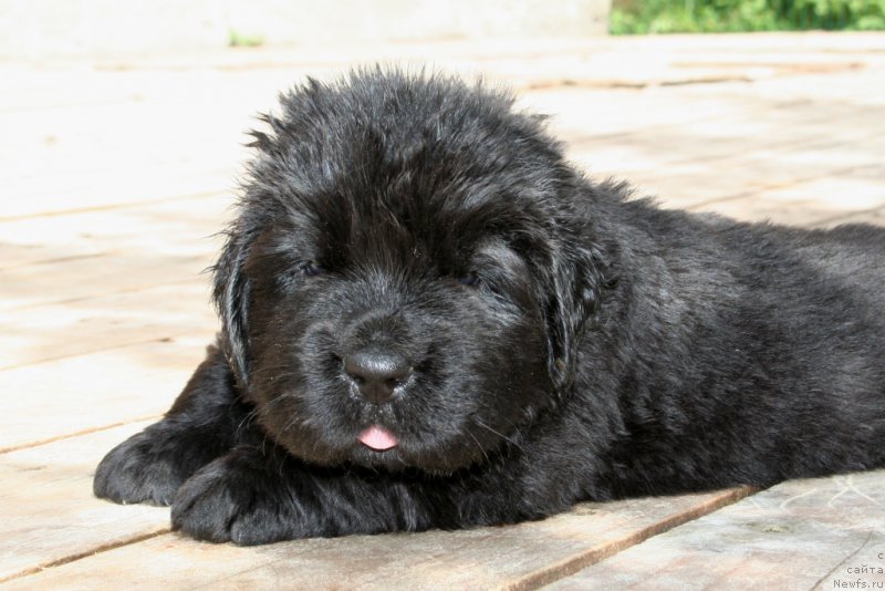 Фотография № 157169