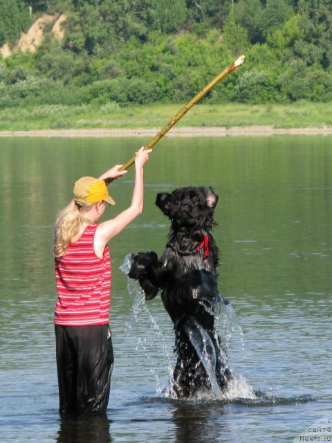 Фото: ньюфаундленд King of Helluland Dizzy Beauty