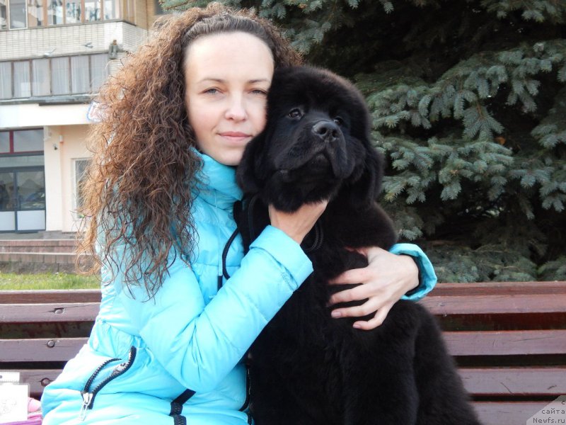 Фото: ньюфаундленд Imperial Klassik Astra Gloriya (Империал Классик Астра Глория)