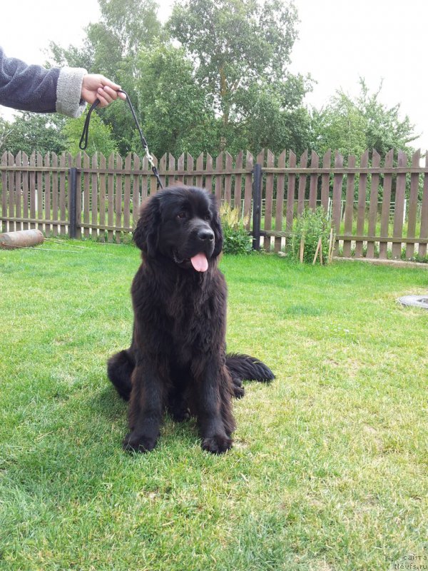 Фото: ньюфаундленд Imperial Klassik Astra Gloriya (Империал Классик Астра Глория)