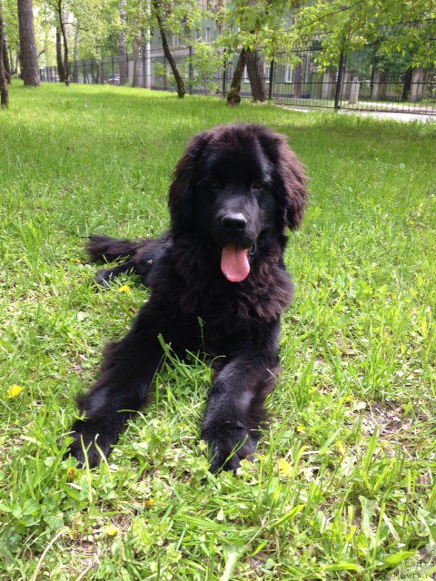 Фото: ньюфаундленд Fortis Dog Dayver (Фортис Дог Дайвер)