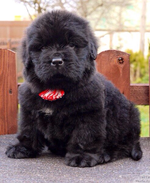 Фото: ньюфаундленд Fortis Dog Dayver (Фортис Дог Дайвер)