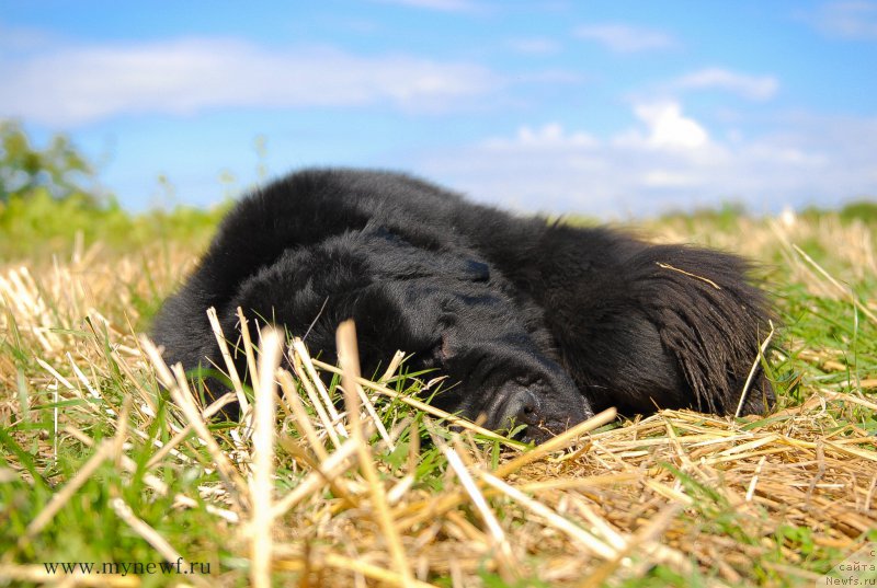 Фото: ньюфаундленд Luxusowy Model Viva Zabajka