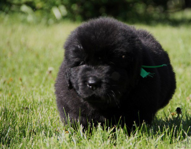 Фото: ньюфаундленд Zlato Volmari Akvamarin (Злато Волмари Аквамарин)