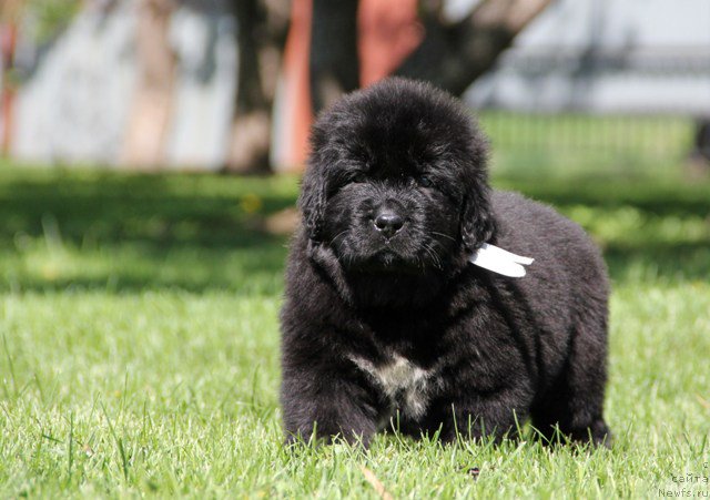 Фото: ньюфаундленд Zlato Volmari Avantyurist (Злато Волмари Авантюрист)