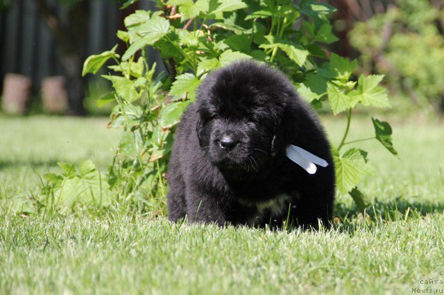 Фото: ньюфаундленд Zlato Volmari Avantyurist (Злато Волмари Авантюрист)