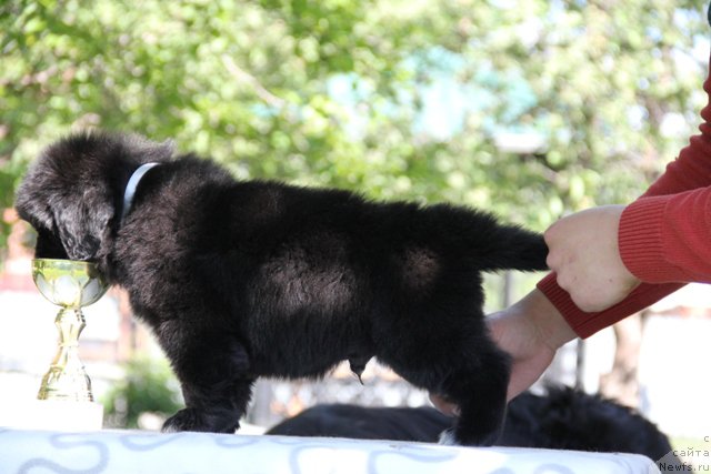 Фото: ньюфаундленд Zlato Volmari Avantyurist (Злато Волмари Авантюрист)