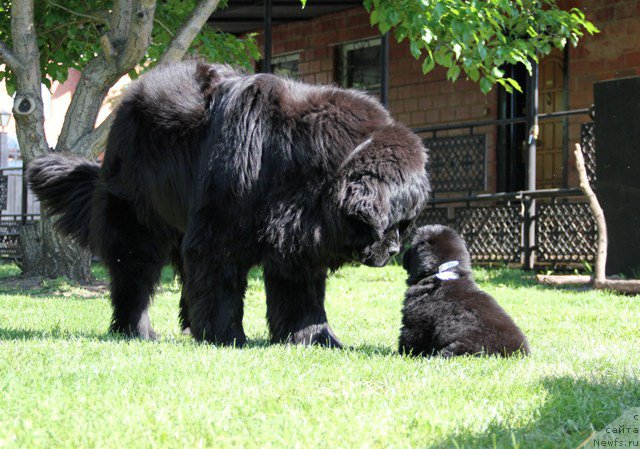 Фото: ньюфаундленд N'yufort SHampan' dlya Zlato Volmari (Ньюфорт Шампань для Злато Волмари), ньюфаундленд Zlato Volmari Avantyurist (Злато Волмари Авантюрист)