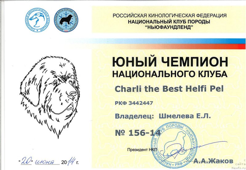 Фото: ньюфаундленд Charli The Best Helfi Pel (Чарли Де Бест Хелфи Пэл)