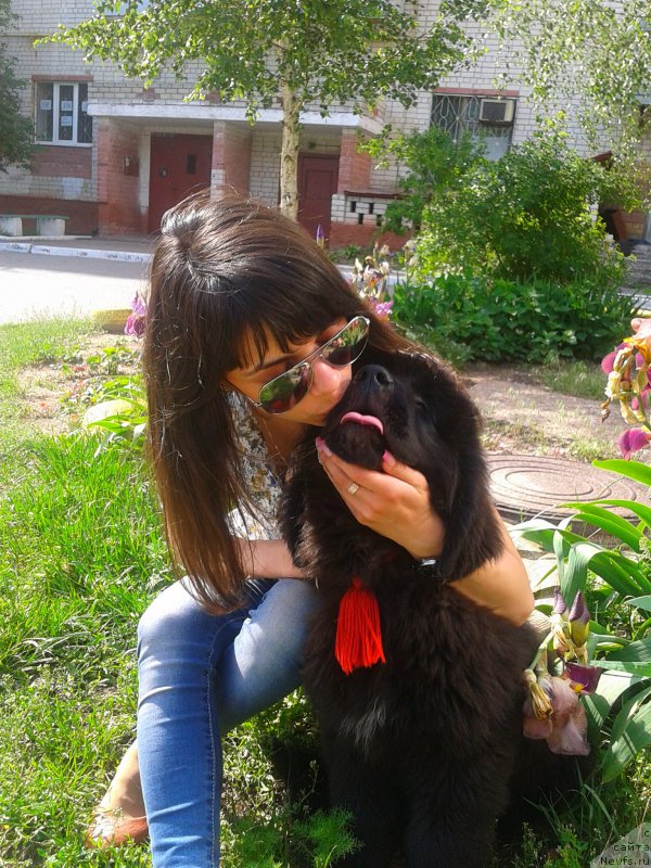 Фото: ньюфаундленд Meddison Keeper Of The Hearth, Marina Polevik (Марина Полевик)