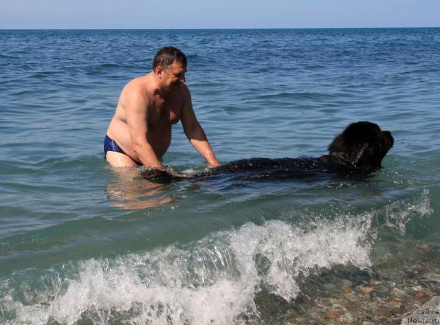 Фото: ньюфаундленд Potap Fidel' (Потап Фидель)