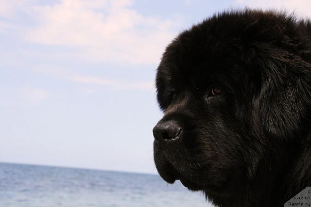 Фото: ньюфаундленд Potap Fidel' (Потап Фидель)