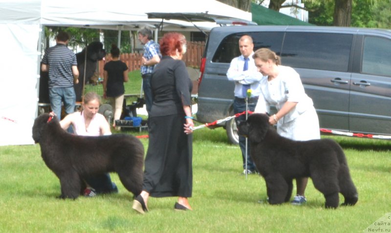 Фото: ньюфаундленд Soul of Voodoo Midnight Bear, Ol'ga Zalivako (Ольга Заливако)