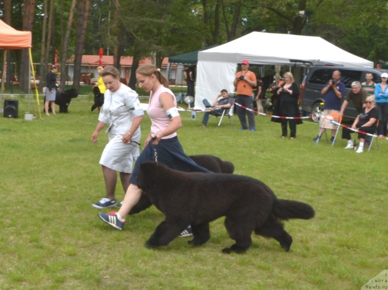 Фото: ньюфаундленд Soul of Voodoo Midnight Bear, Ol'ga Zalivako (Ольга Заливако), ньюфаундленд Remember Whoyouare Midnight Bear, Anastasiya Zalivako (Анастасия Заливако)