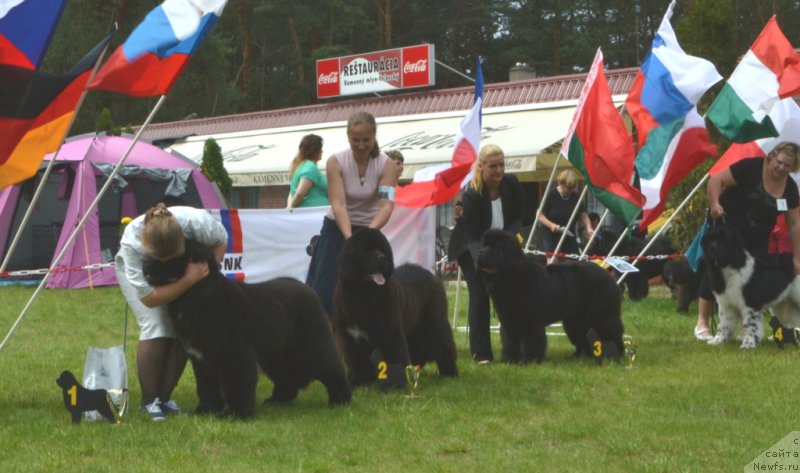 Фото: ньюфаундленд Soul of Voodoo Midnight Bear, Ol'ga Zalivako (Ольга Заливако), ньюфаундленд Remember Whoyouare Midnight Bear, Anastasiya Zalivako (Анастасия Заливако)