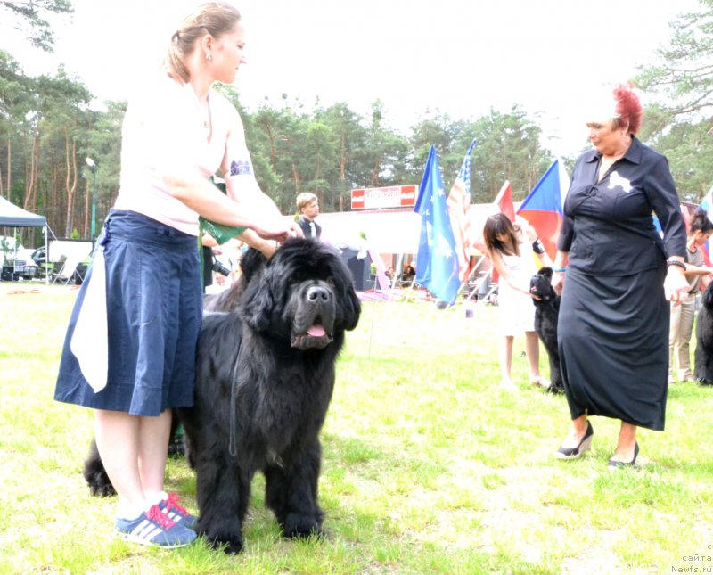 Фото: ньюфаундленд Inflame My Heart Midnight Bear, Anastasiya Zalivako (Анастасия Заливако)