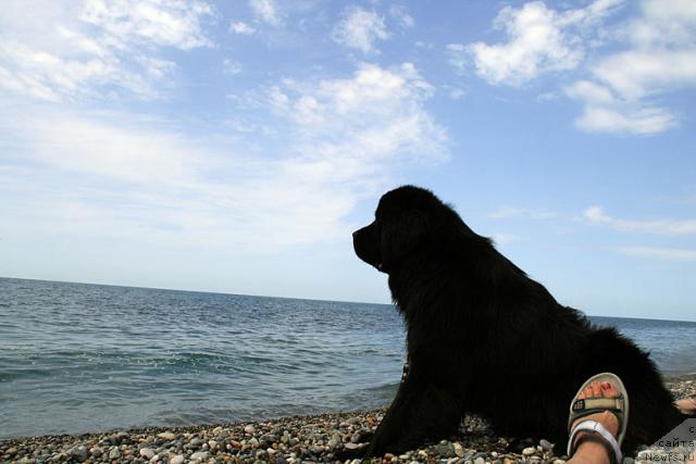 Фото: ньюфаундленд Potap Fidel' (Потап Фидель)