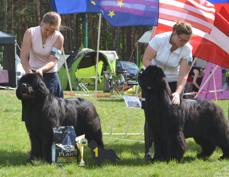 Фото: ньюфаундленд Inside My Heart Midnight Bear, Anastasiya Zalivako (Анастасия Заливако)