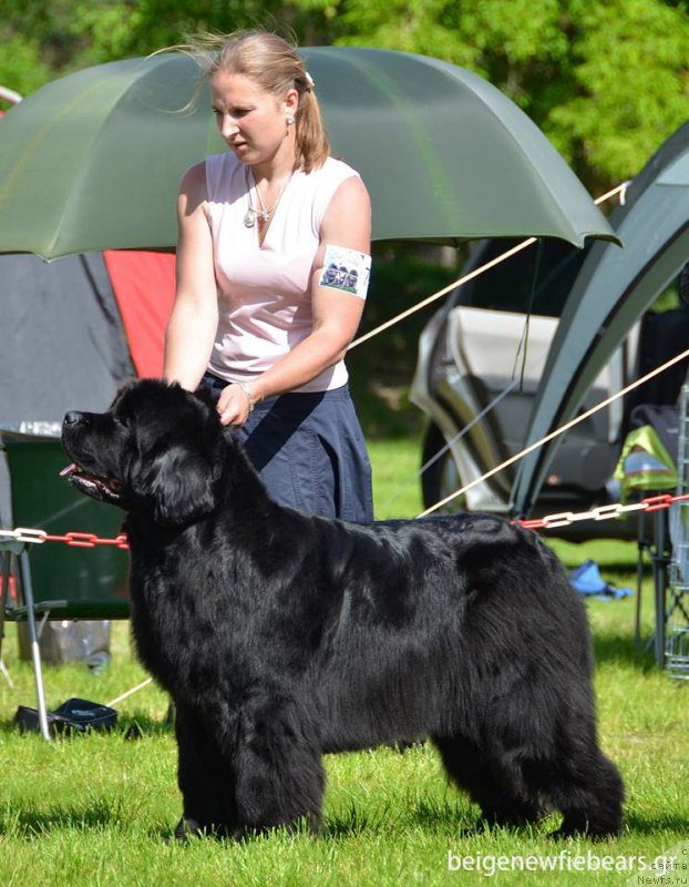 Фото: ньюфаундленд I'm Royal Iris Midnight Bear, Anastasiya Zalivako (Анастасия Заливако)