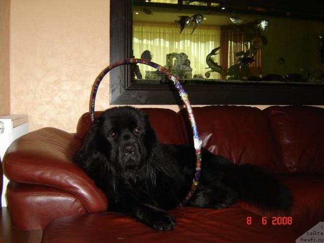 Фото: ньюфаундленд Cherrylodge First Noelle