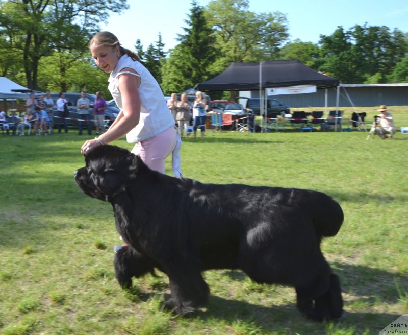 Фото: ньюфаундленд Inside My Heart Midnight Bear, Anastasiya Zalivako (Анастасия Заливако)
