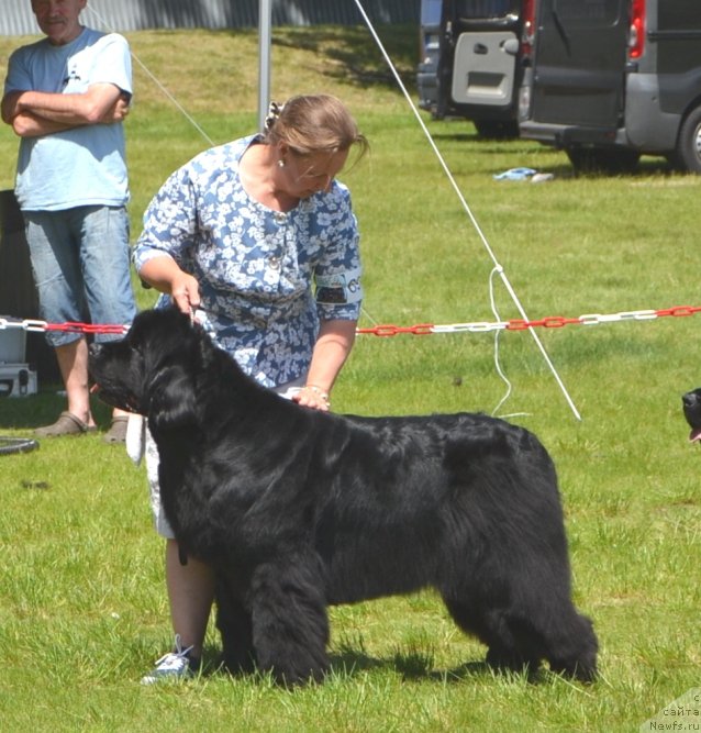Фото: ньюфаундленд I'm Royal Iris Midnight Bear, Ol'ga Zalivako (Ольга Заливако)