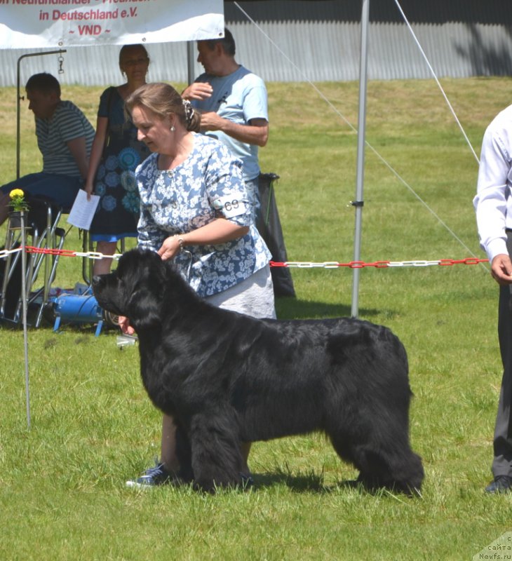 Фото: ньюфаундленд I'm Royal Iris Midnight Bear, Ol'ga Zalivako (Ольга Заливако)
