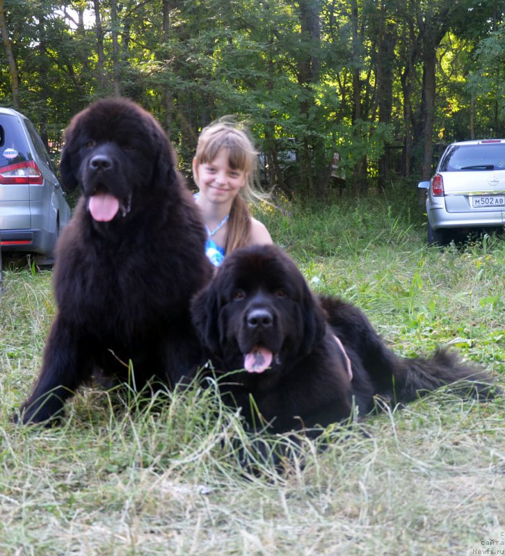 Фото: ньюфаундленд Amber CHarm Like A Boss (Амбер Чарм Лике А Босс), ньюфаундленд Amber CHarm In Takt (Амбер Чарм Ин Такт)