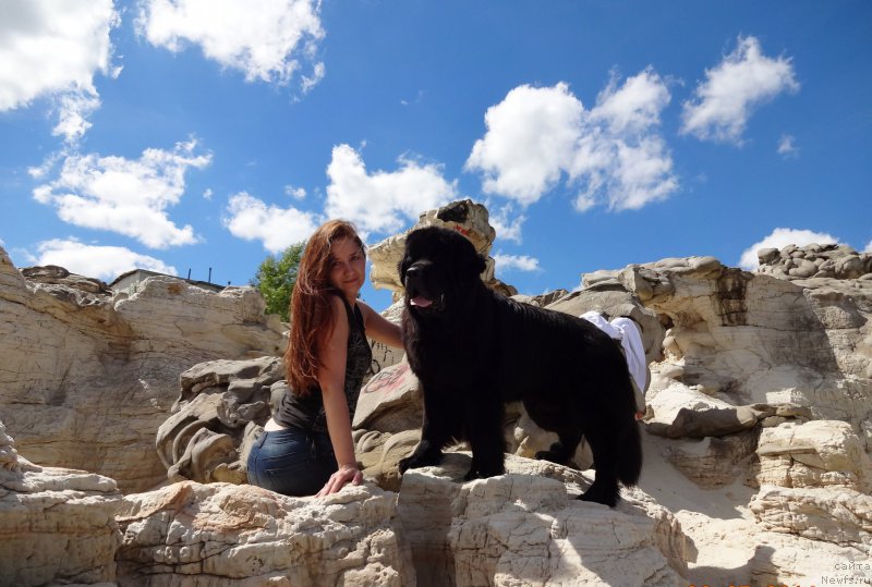 Фото: ньюфаундленд Chernyj Chank s Berega Dona (Черный Чанк с Берега Дона)