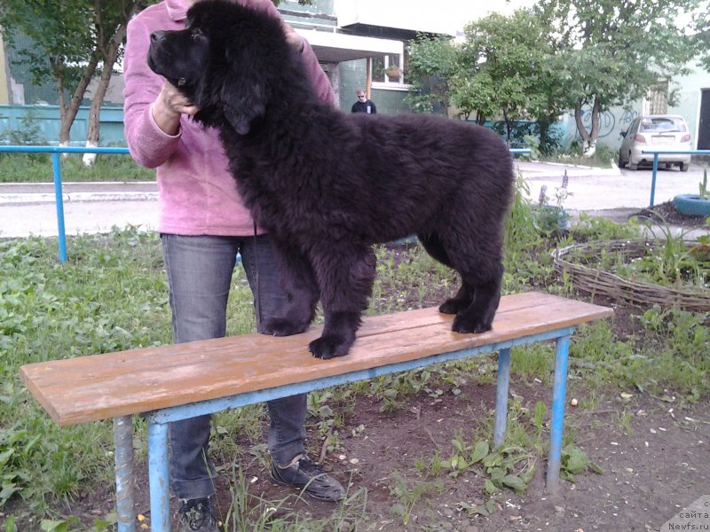 Фото: ньюфаундленд Blyek Diamond Agidel' ot Potapa CHarliza (Блэк Диамонд Агидель от Потапа Чарлиза)