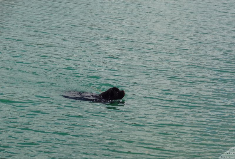 Фото: ньюфаундленд Chernyj Chank s Berega Dona (Черный Чанк с Берега Дона)