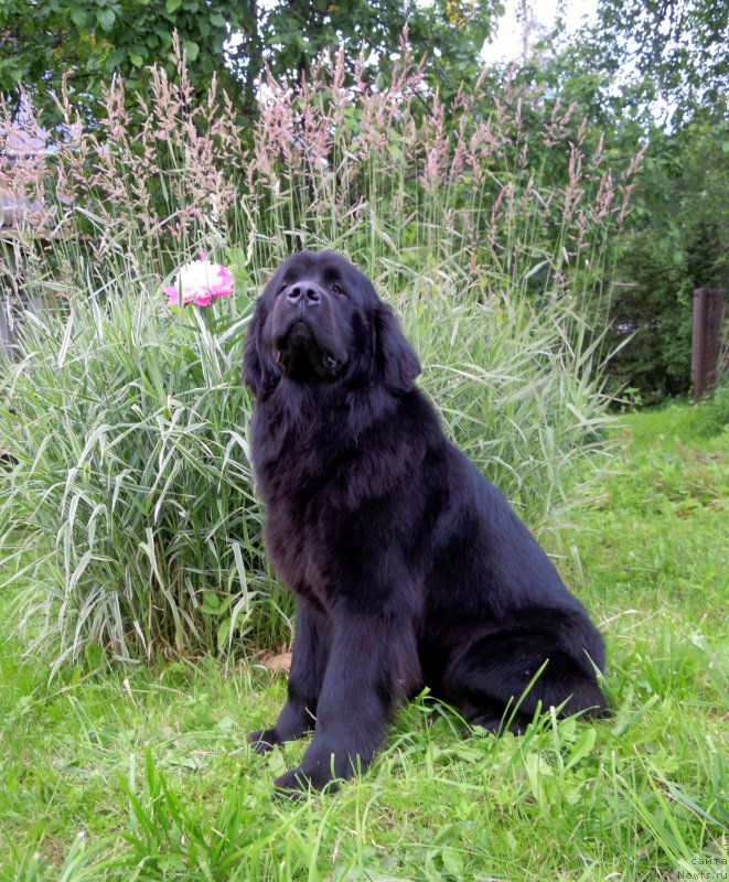 Фото: ньюфаундленд Primadonna Klimskaya (Примадонна Климская)