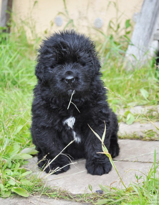 Фото: питомник 