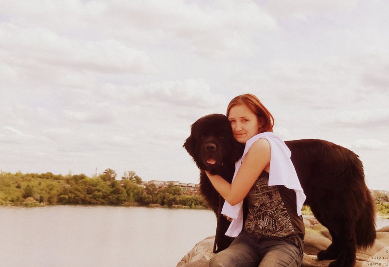 Фото: ньюфаундленд Chernyj Chank s Berega Dona (Черный Чанк с Берега Дона)