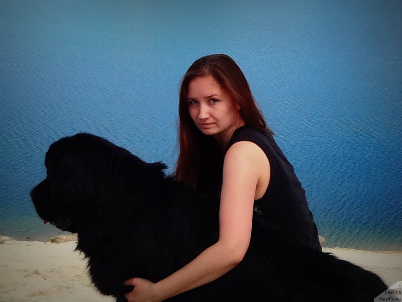 Фото: ньюфаундленд Chernyj Chank s Berega Dona (Черный Чанк с Берега Дона)