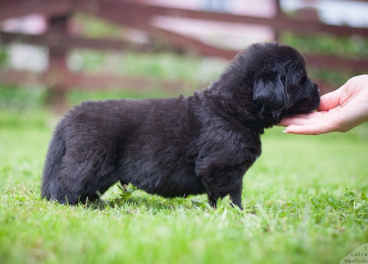 Фотография № 157350