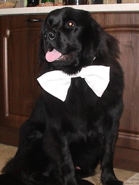 Фото: ньюфаундленд Cherrylodge First Noelle