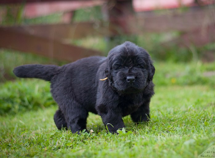 Фотография № 157376