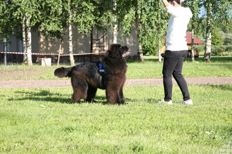 Фото: ньюфаундленд Guliver Moon Bear, Anastasiya Rozenfel'd (Анастасия Розенфельд)