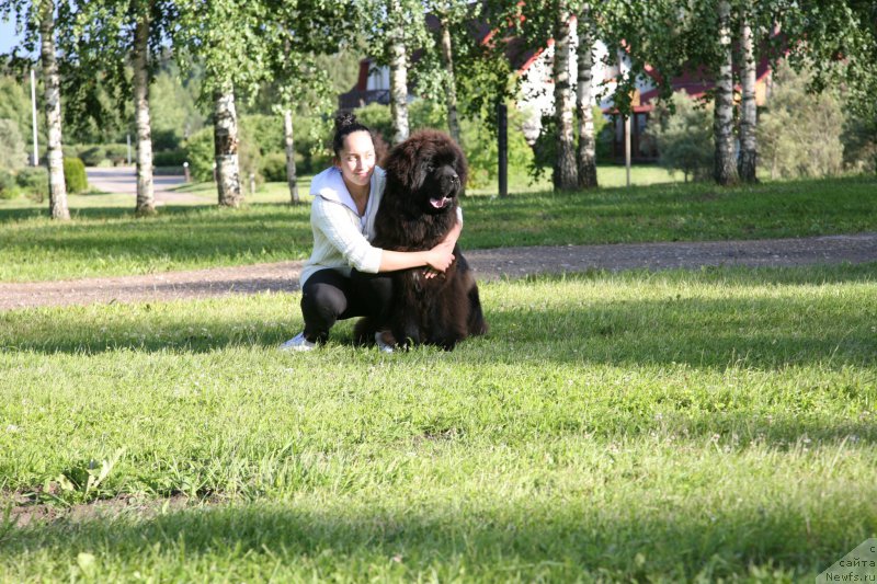 Фото: ньюфаундленд Guliver Moon Bear, Anastasiya Rozenfel'd (Анастасия Розенфельд)