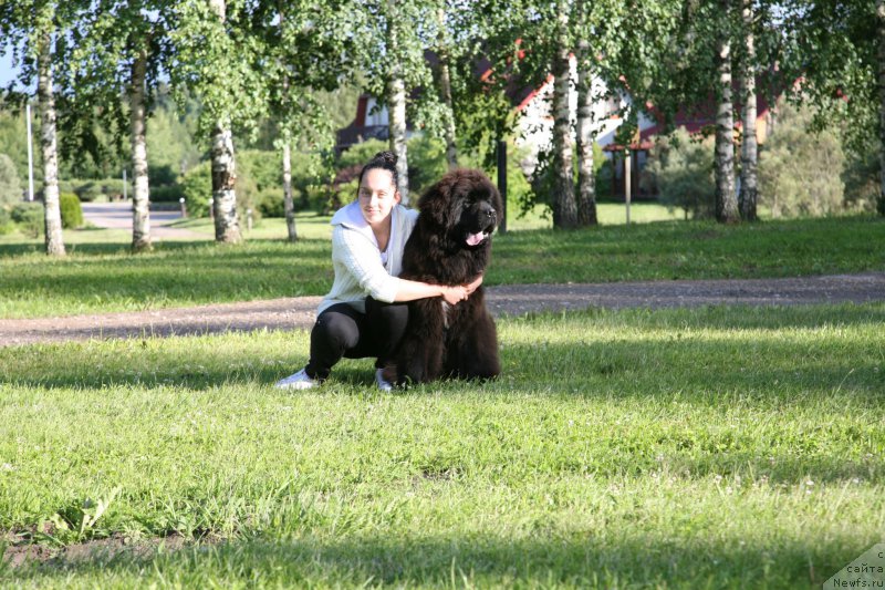 Фото: ньюфаундленд Guliver Moon Bear, Anastasiya Rozenfel'd (Анастасия Розенфельд)