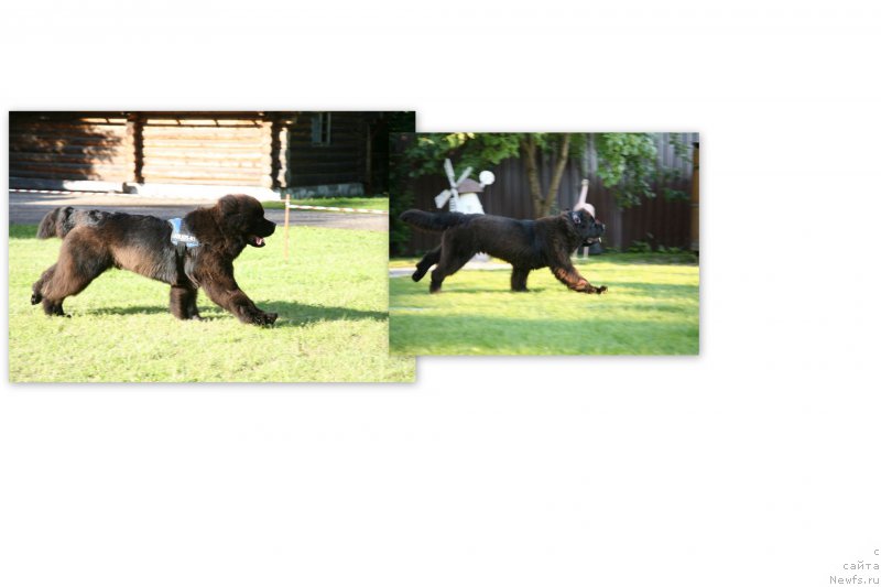 Фото: ньюфаундленд Guliver Moon Bear, ньюфаундленд Sent Djons Handsel for Me (Сент Джонс Хендсел фо Ми)