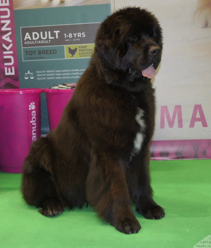 Фото: ньюфаундленд Smigar Love Story (Смигар Лав Стори)