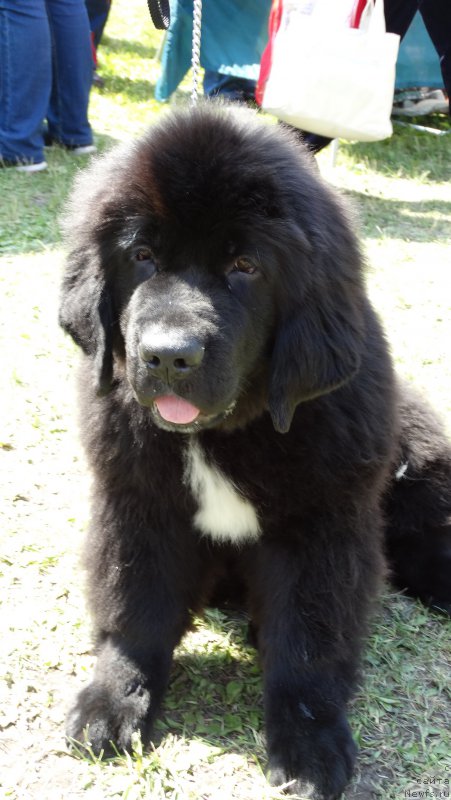 Фото: ньюфаундленд Blyek Diamond Agidel' ot Potapa CHarlotta (Блэк Диамонд Агидель от Потапа Чарлотта)